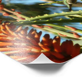 Impression Photo Le colibri de Chine noire en vol (Coin)