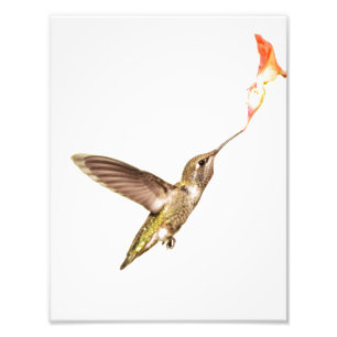 Impression Photo Le colibri et la fleur