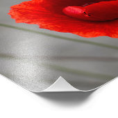 Impression photo Le Coquelicot rouge (Coin)