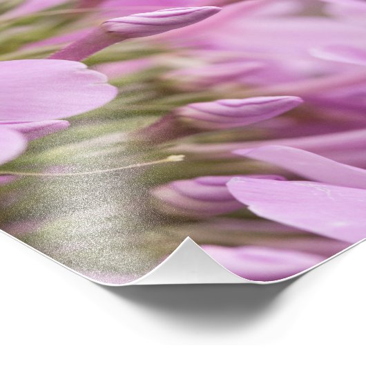 Impression Photo Le grand phlox rencontre gracieusement la lumière (Coin)