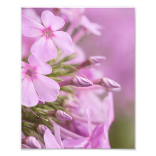 Impression Photo Le grand phlox rencontre gracieusement la lumière