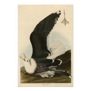 Impression Photo Le Gullon à dos noir des oiseaux d'Amérique d'Aud