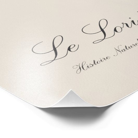 Impression Photo Le Lori a franges bleues (Coin)