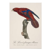 Impression Photo Le Lori a franges bleues (Devant)