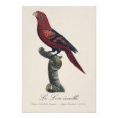 Impression Photo Le Lori ecaille / Lory à rayures bleues (Devant)