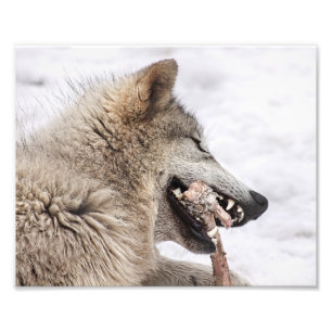 Impression Photo Le loup de bois mange son repas