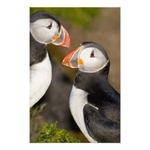 Impression Photo Le Macareux atlantique, un oiseau de mer pélagique