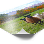 Impression Photo Le mouton du Vermont en automne (Coin)