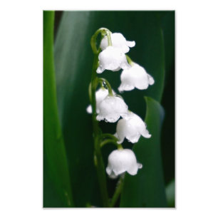 Impression Photo Le muguet