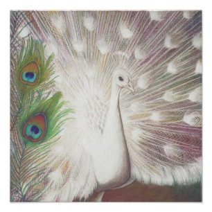 Impression Photo Le paon blanc et l'art vert de plume de paon
