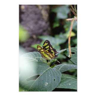Impression Photo Le papillon et les Feuilles