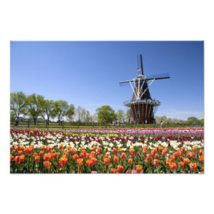 Impression Photo Le parc de l'île du moulin à vent avec des tulipes