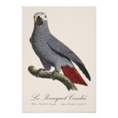 Impression Photo Le Perroquet Cendré - illustration du 19e siècle (Devant)