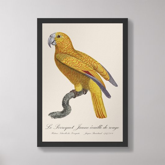 Impression Photo Le Perroquet Jaune ecaille de rouge