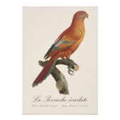 Impression Photo Le Perruche écarlate (Devant)