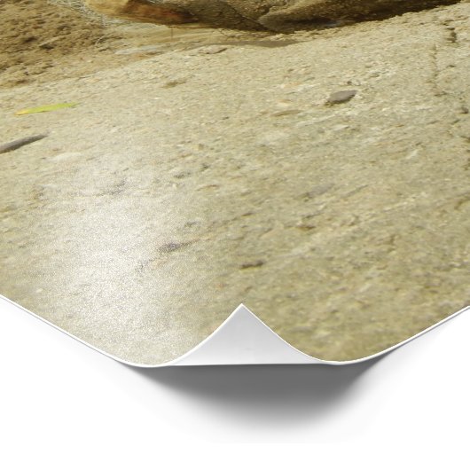 Impression Photo Le phacochère (Coin)