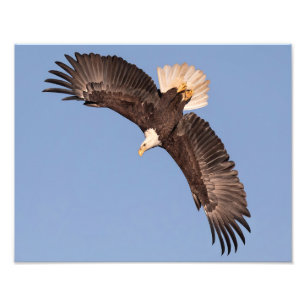Impression Photo Le puissant aigle