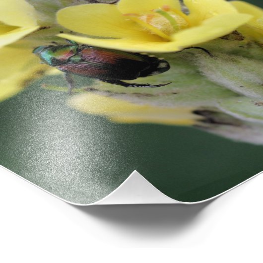 Impression Photo Le scarabée Sur La Fleur Mullein Sauvage Fermer 8x (Coin)