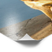 Impression Photo Le singe barbare de Gibraltar (Coin)