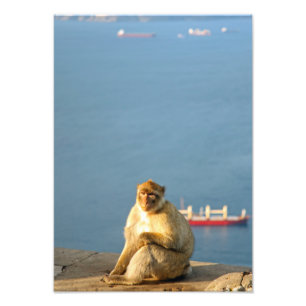 Impression Photo Le singe barbare de Gibraltar