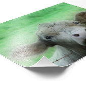 Impression Photo Le Steer regarde au-dessus de la clôture (Coin)