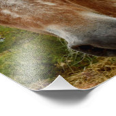 Impression Photo "Le sucre : la grâce de l'Appaloosa" (Coin)