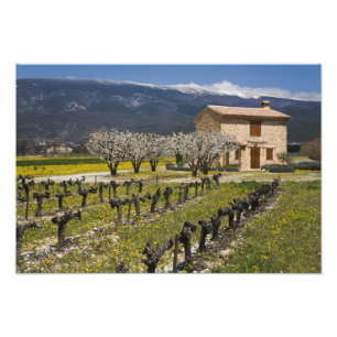 Impression Photo Le vignoble dormant, fruit fleurit, la maison en