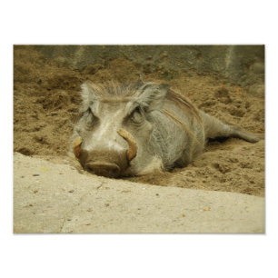 Impression Photo Le Warthog