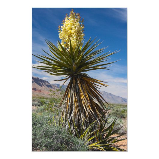 Impression Photo Le yucca de Mojave fleurit dans le désert près de  (Devant)