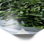 Impression Photo Légumes vert foncé à feuilles tranchées épinards k (Coin)