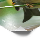 Impression Photo Leiothrix coloré / Pekin Robin Songbird (Coin)