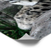Impression photo Leopard (Coin)