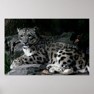 Impression photo Leopard