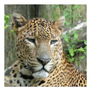 Impression Photo Leopard20151002