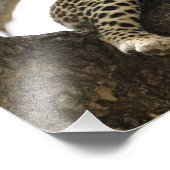 Impression Photo Leopard africain, Panthera pardus (Coin)