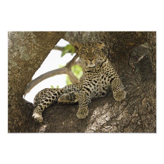 Impression Photo Leopard africain, Panthera pardus (Devant)