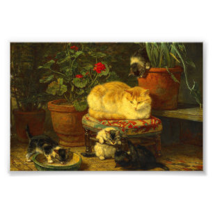 Impression Photo Les chatons en jeu