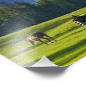 Impression Photo Les chevaux broutent dans les pâturages près du co (Coin)