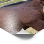 Impression Photo Les chevaux islandais se saluent (Coin)