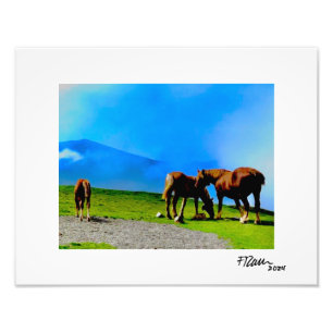 Impression Photo Les chevaux pyrénéens.
