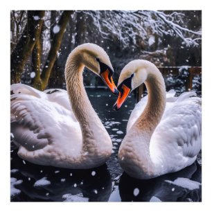 Impression Photo Les cygnes romantiques dans les merveilles hiverna