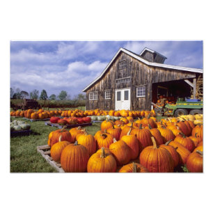 Impression Photo Les Etats-Unis, Vermont, Shelbourne, citrouilles