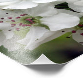 Impression Photo Les fleurs d'Apple au printemps (Coin)