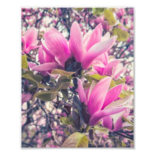 Impression Photo Les fleurs de Magnolia (Devant)