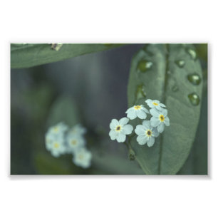 Impression Photo Les gouttes de pluie continuent la chute