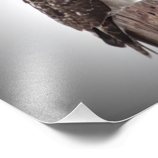 Impression Photo Les Hawks en poste (Coin)