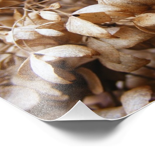 Impression Photo Les hydrangeas de février (Coin)