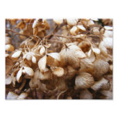 Impression Photo Les hydrangeas de février (Devant)