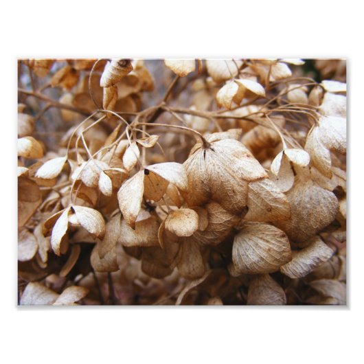 Impression Photo Les hydrangeas de février (Devant)