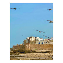 Les mouettes et la ville. - Essaouira, Maroc